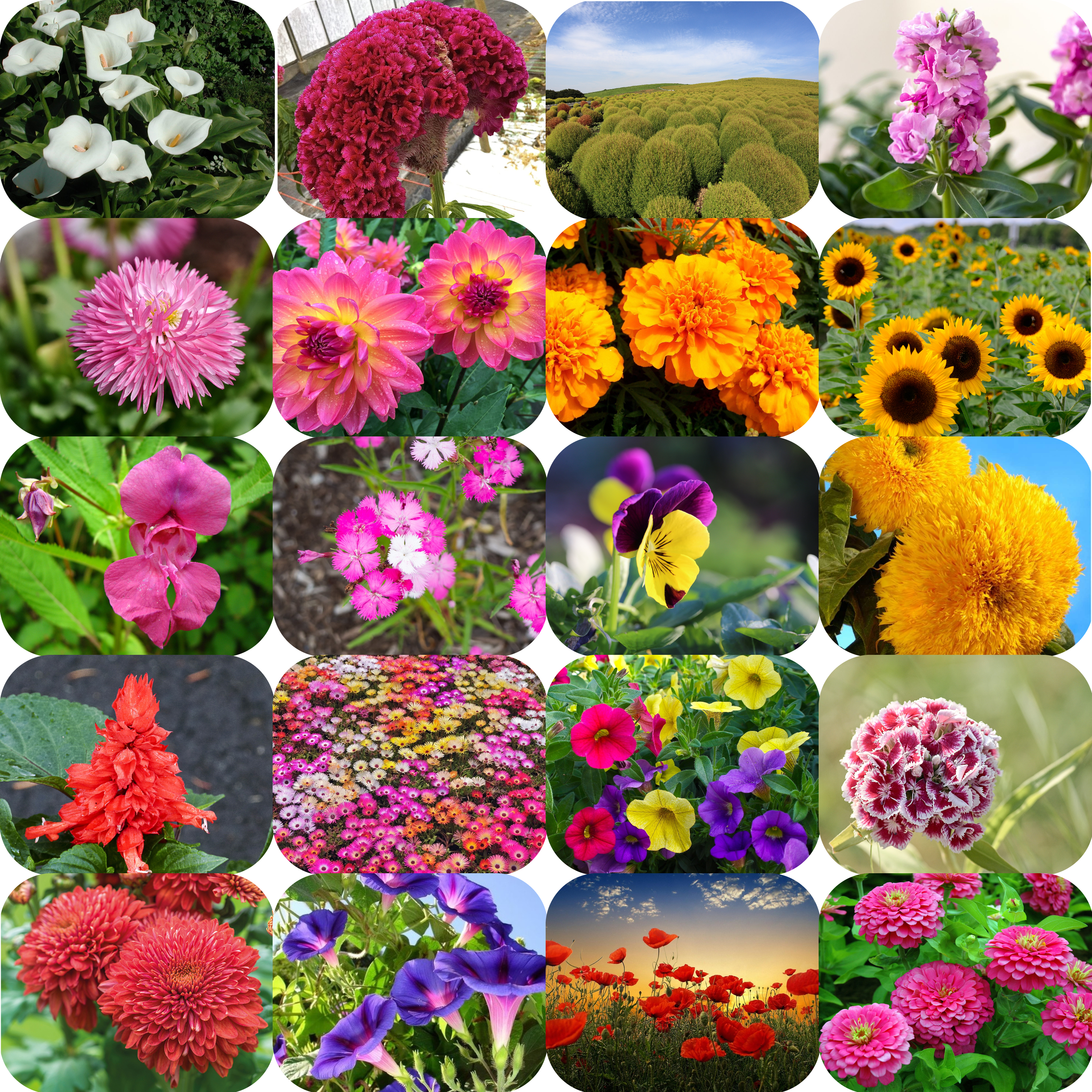 STOREFLIX All season mix 20 variety flower seeds combo pack with free growing soil