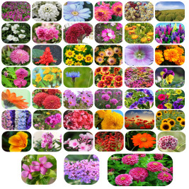 All season mix 45 variety  flower seeds combo pack ( 4500+ seeds pack ) with growing soil
