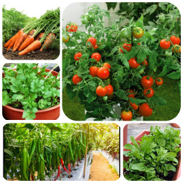 Storeflix All Time 5 type  Vegetable Seeds Kit for Gardening
