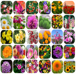 STOREFLIX All season mix 30 variety flower seeds combo pack with free growing soil